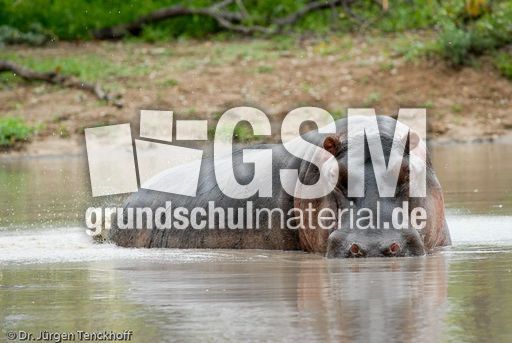 Flusspferd (63 von 104).jpg